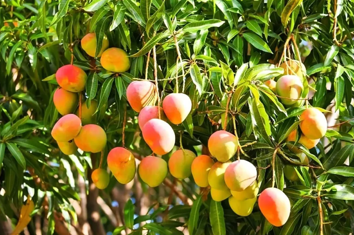 Mango