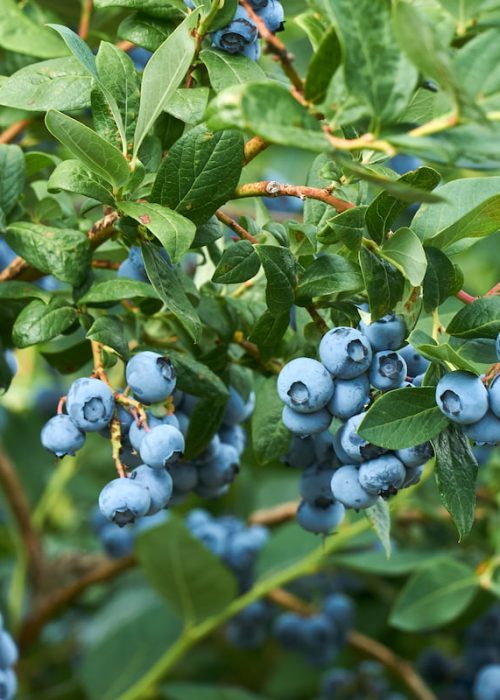 fruta a